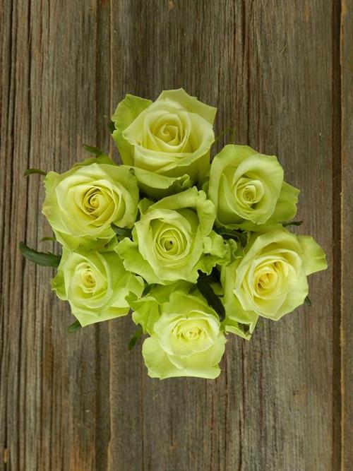 JADE  GREEN ROSES
